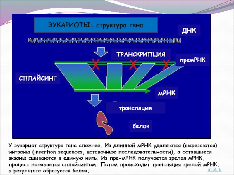 Презентация введение в медицинскую генетику