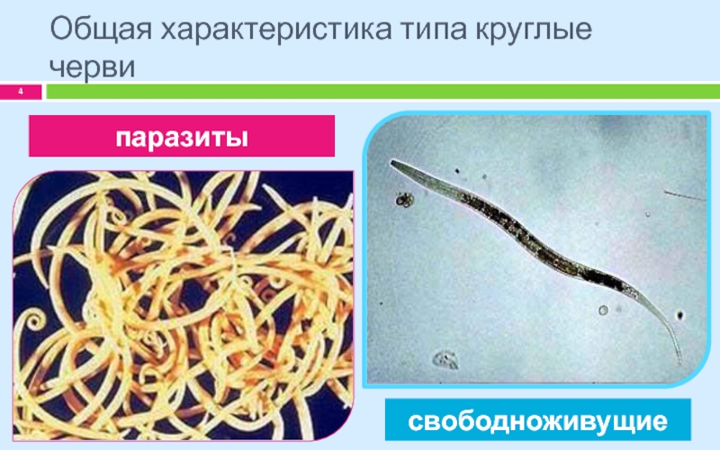 Круглый червь 8. Круглые черви свободноживущие и паразиты. Особенности круглых червей. Тип круглые черви класс.