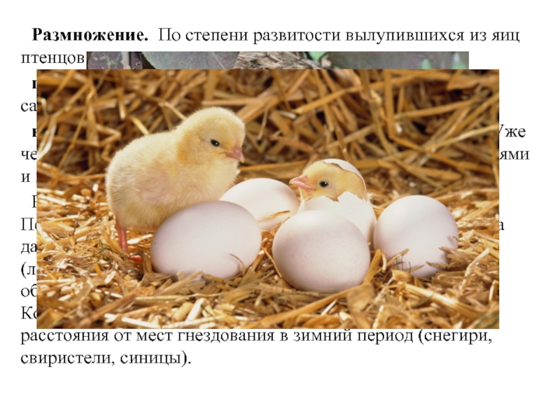Размножение.  По степени развитости вылупившихся из яиц птенцов всех птиц подразделяют на:птенцовых – птенцы голые и слепые,