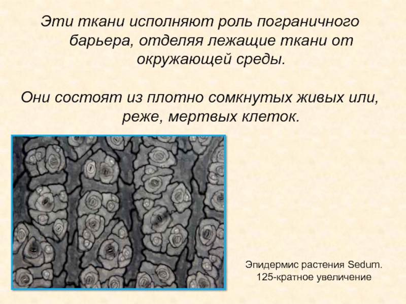 Мертвой тканью является. Пограничные ткани. Пограничные ткани строение. Пограничные ткани растений. Внутренние пограничные ткани растений.