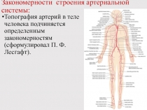 Закономерности строения артериальной системы: