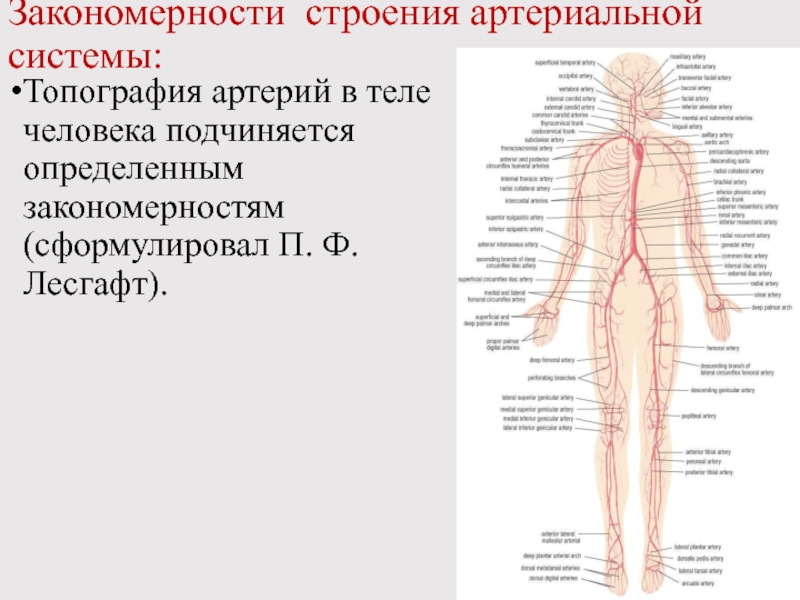 Презентация Закономерности строения артериальной системы: