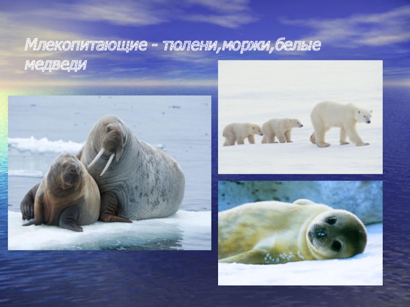 Северный ледовитый животный мир. Морские котики в Северном Ледовитом океане. Моржи и белые медведи Северного Ледовитого океана. Обитатели Северного Ледовитого океана животные. Severniy ledovitiy Okean zhivotnie.