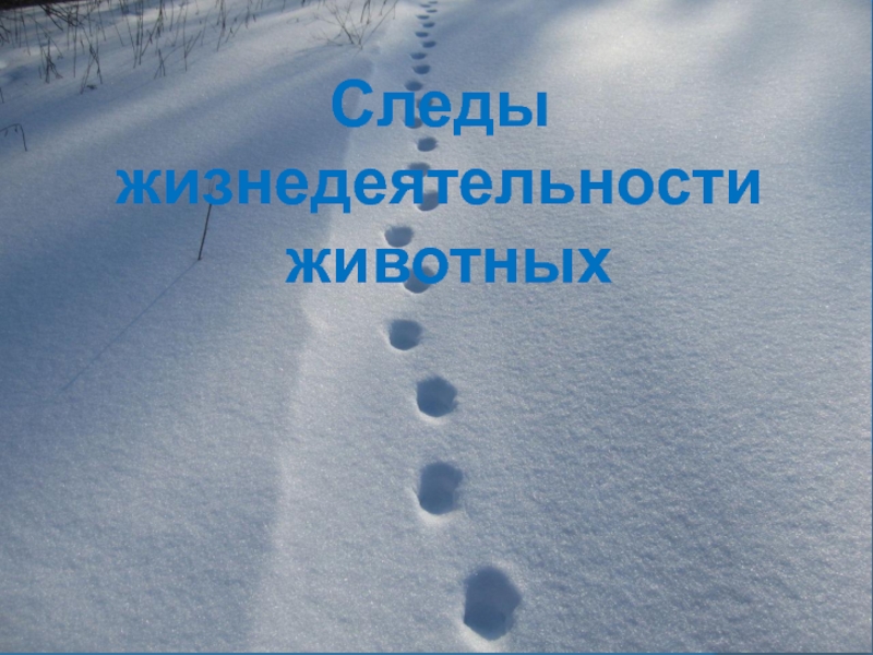 Следы
жизнедеятельности
животных