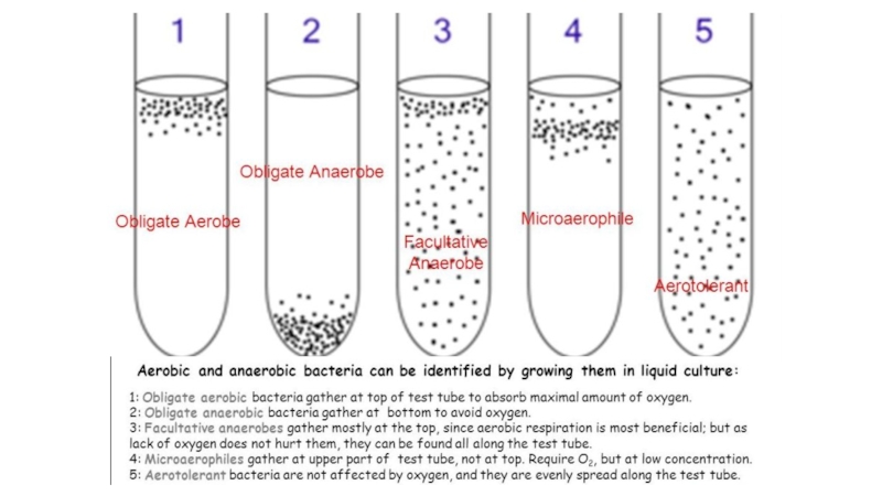 Примеры аэробных. Типы роста микроорганизмов в жидкой питательной среде. Характер роста микроорганизмов на жидких питательных средах рисунок. Анаэробные микроорганизмы. Аэробные бактерии и анаэробные бактерии.