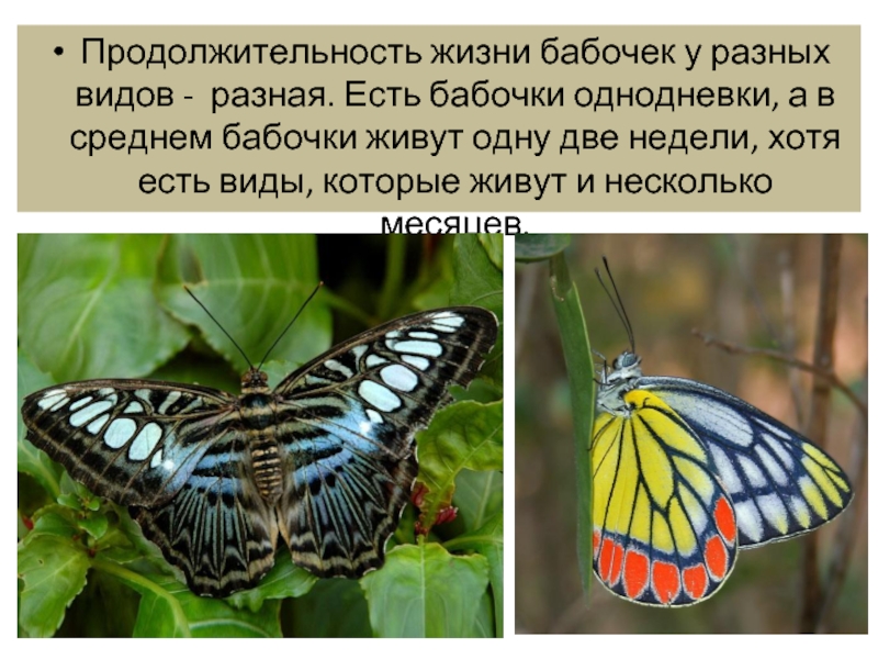 Бабочки живут всего
