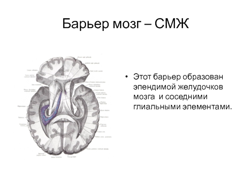 Барьер мозг – СМЖЭтот барьер образован эпендимой желудочков мозга и соседними глиальными элементами.