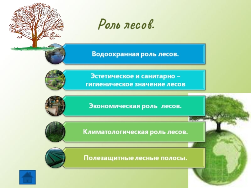 Значение биосферы в жизни человека. Санитарно-гигиеническая роль леса. Роль лесов. Роль леса в жизни человека. Yfxbvjcnm KCF.