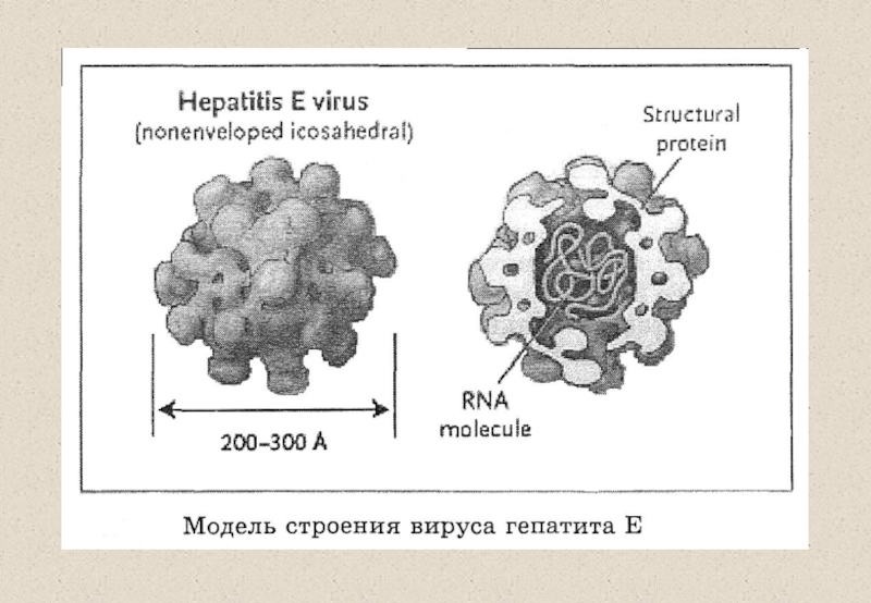 Вирус гепатита а рисунок - 86 фото