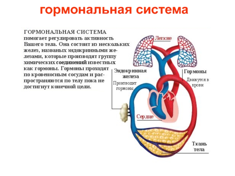 Гормональная схема человека