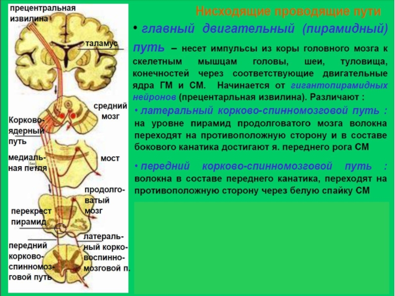 Корково спинномозговой путь схема