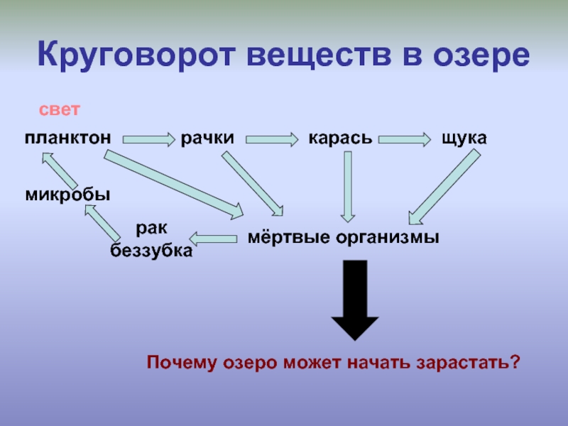 Схема круговорота веществ в сообществе водоема