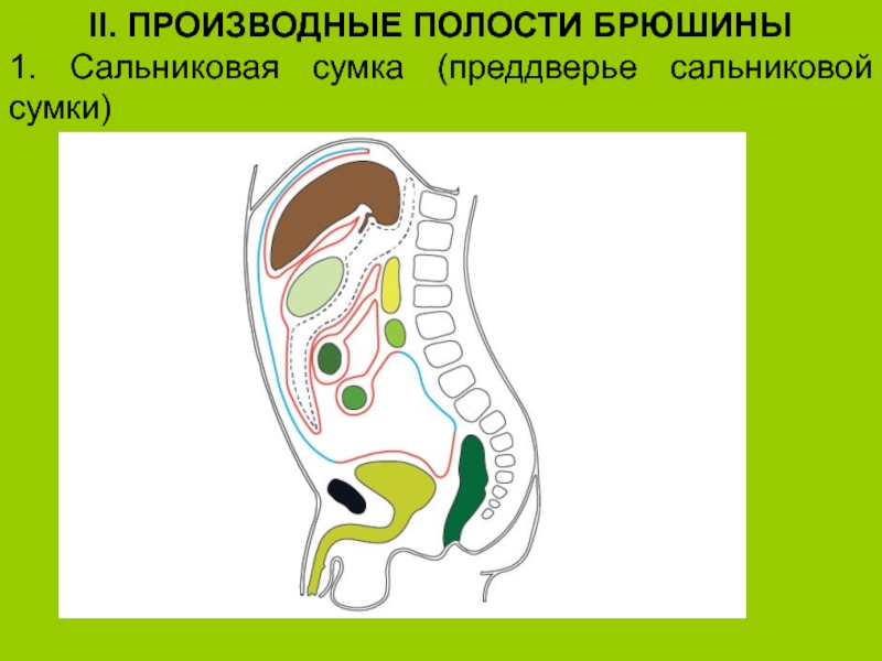 Схема формирования сальниковой сумки