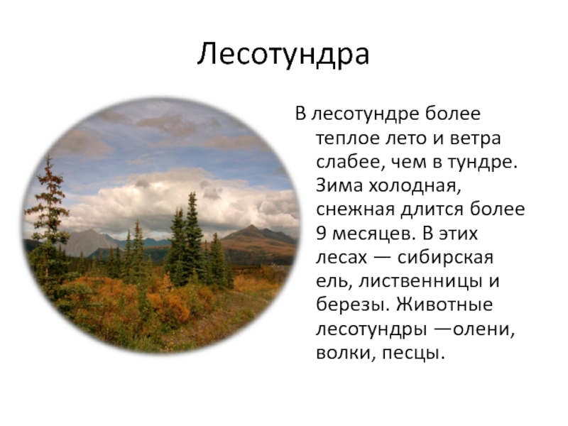 Температура в тундре и лесотундре. Лесотундра природная зона климат. Климат лесотундры в России. Характеристика лесотундры. Лесотундра характеристика климата.