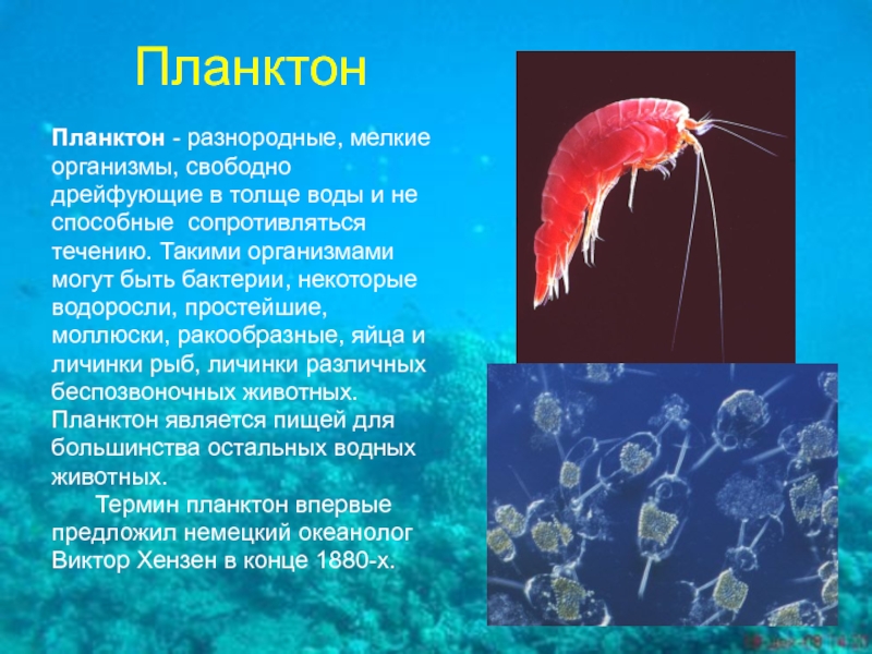 Планктон Планктон - разнородные, мелкиеорганизмы, свободнодрейфующие в толще воды и неспособные  сопротивлятьсятечению. Такими организмамимогут быть бактерии, некоторыеводоросли, простейшие,моллюски,