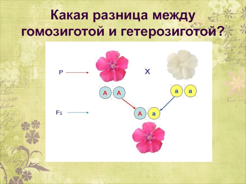 Пример гомозиготного организма. Гомозиготный организм пример. Разница между гомозиготой и гетерозиготой. Гомозигота и гетерозигота это. Гетерозигота рисунок.
