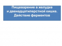 Пищеварение в желудке и двенадцатиперстной кишке. Действие ферментов