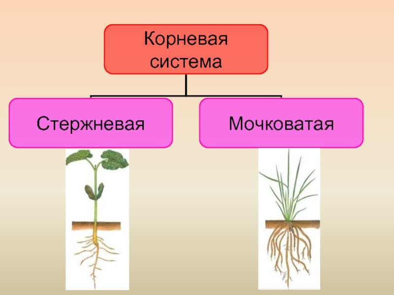 Стержневая корневая система. Видоизменения корней мочковатые. Растения с мочковатой корневой системой. Стержневая и мочковатая корневая система. Таблица стержневая и мочковатая корневые системы биология 6 класс.