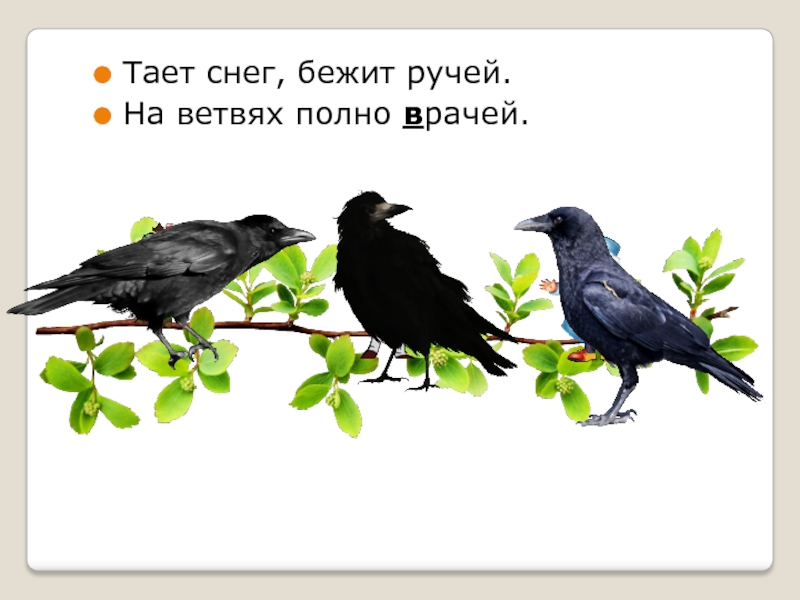 Грачи это наши первые весенние гости. Тает снег бежит ручей на ветвях полно врачей. Тает снег течет ручей на ветвях полно врачей грачей. На ветвях полно врачей. Тает снег течет ручей на ветвях полно врачей.