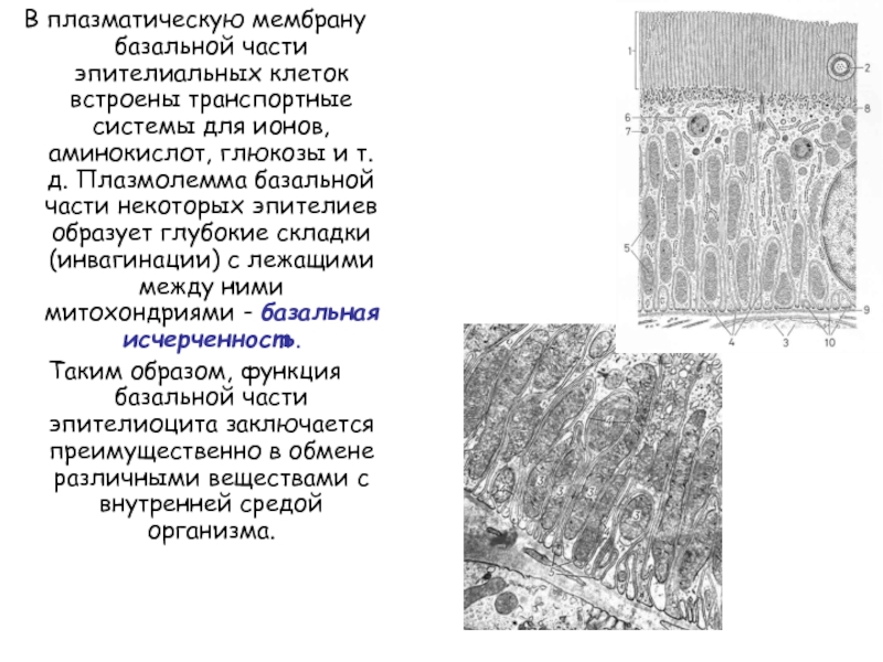 Железы ткань. Базальная мембрана Электронограмма. Базальная исчерченность функции. Плазматическая мембрана Электронограмма. Базальная мембрана эпителия проницаема для.