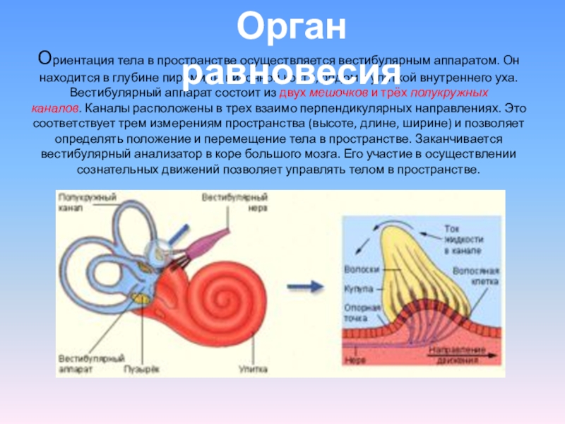 Орган равновесия 8 класс биология презентация