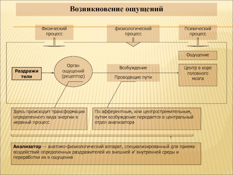 В результате ощущения возникает. Процесс возникновения ощущений. Возникновение ощущений схема. Этапы возникновения ощущения. Физиологический процесс возникновения ощущений.