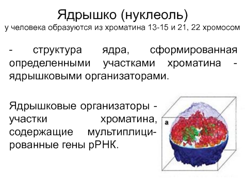 Ядрышко. Функциональная морфология ядра. Ядрышко и ядрышковый организатор. Морфология ядрышка.