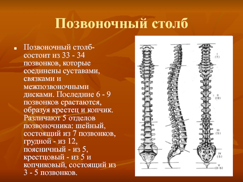 Топографическая анатомия позвоночного столба презентация