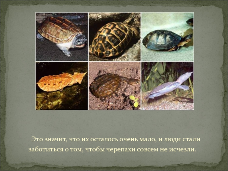 Это значит, что их осталось очень мало, и люди стализаботиться о том, чтобы черепахи совсем