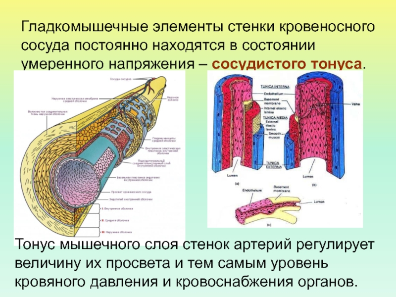 Слои стенки сосуда. Стенки кровеносных сосудов. Движение стенок кровеносных сосудов это. Мышечный слой сосудистой стенки. Гладкомышечный слой артерий.