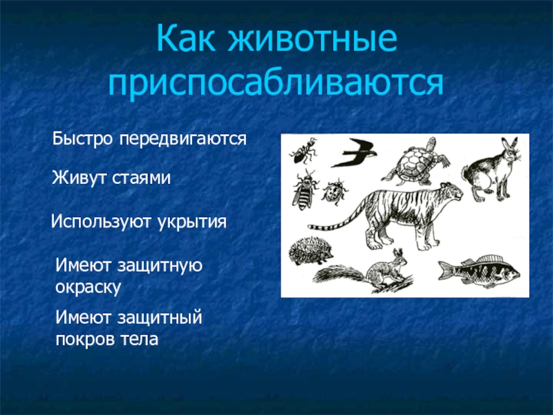 Как животные приспособились к жизни. Как приспосабливаются животные. Как животные приспосабливаются к среде. Как животные приспособились к передвижению. Животные имеющие защитный Покров тела.