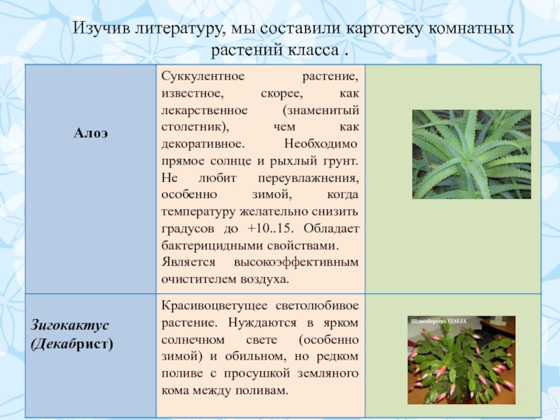 Таблица комнатные растения нашего класса. Комнатные растения нашего класса 2 класс. Изучения комнатного растения имеющие бактерицидные свойства. Столетник растение в рассказе Куприна.