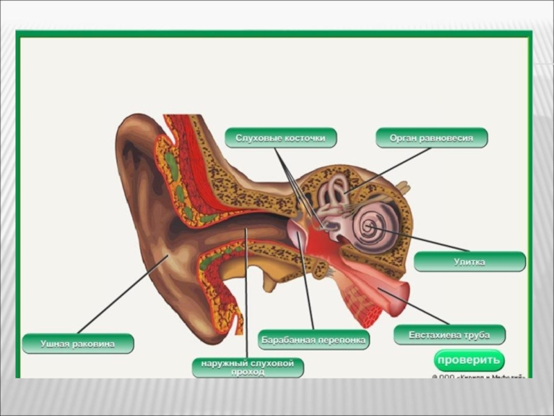 Орган слуха и равновесия 8 класс. Строение уха равновесие. Строение органа слуха и равновесия анатомия. Слуховой анализатор анализатор. Орган слуха и равновесия иннервирует.