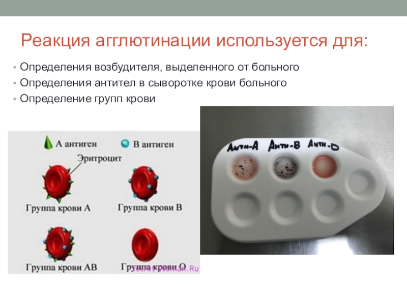 Если на эритроцитах обнаружен только антиген в исследуемый образец крови относится к группе тест