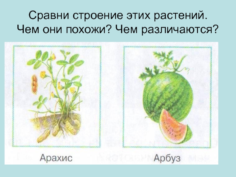 Сравни растения. Строение и сходство растений 1 класс 8 вид. Сравнение растений 1 класс. Схема сравнение растений. Строение и сходство растений 1 класс.