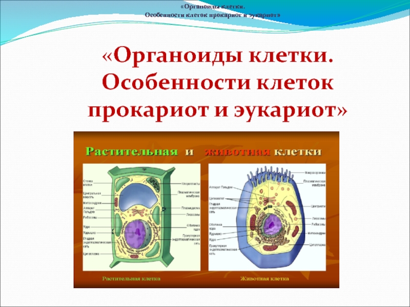 Биологические особенности клеток. Особенности клеток. Клеточная мембрана прокариот и эукариот. Немембранные органоиды прокариот и эукариот. Какие органоиды характерны для прокариотной клетки.