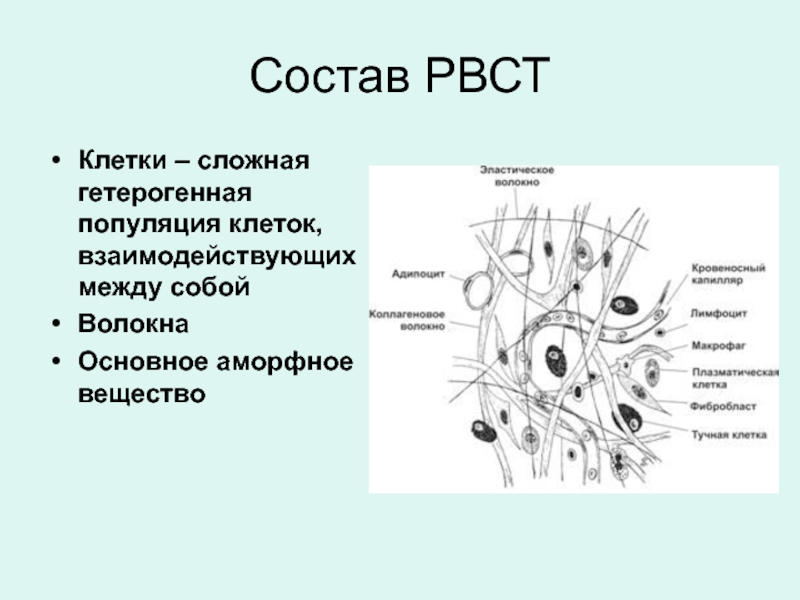 Клетка в составе тканей. Клеточный состав рыхлой волокнистой ткани. Клетки рыхлой волокнистой соединительной ткани. Клеточный состав рыхлой волокнистой соединительной ткани. Клеточный состав рыхлой соединительной волокнистой.