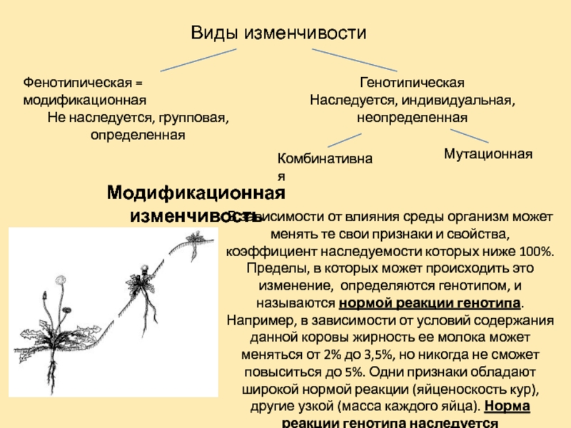 Модификационная изменчивость схема