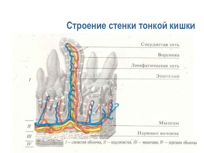 Кишечник отделы схема