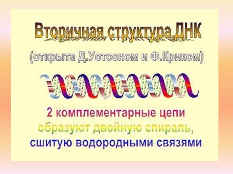 Нуклеин қышқылдары презентация