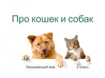 Про кошек и собак