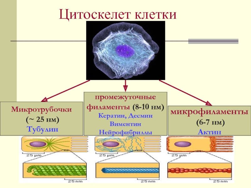 Активные клетки 4. Цитоскелет микрофиламенты. Цитоскелет актиновые микрофиламенты. Филаменты цитоскелета функции. Цитоскелет микротрубочки промежуточные филаменты микрофиламенты.