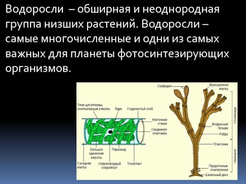 Водоросли презентация 5 класс