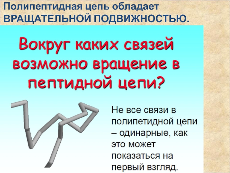 Полипептидная цепь. Углы вращения полипептидной цепи. Углы внутреннего вращения полипептидной цепи. Цепь обладает.