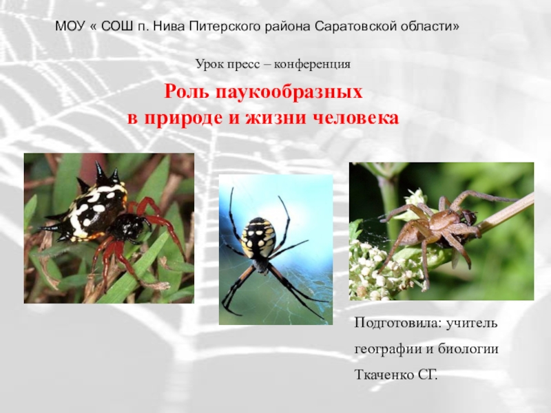 Презентация Роль паукообразных в природе и жизни человека