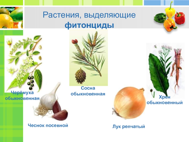 Бактерицидное действие фитонцидов проект