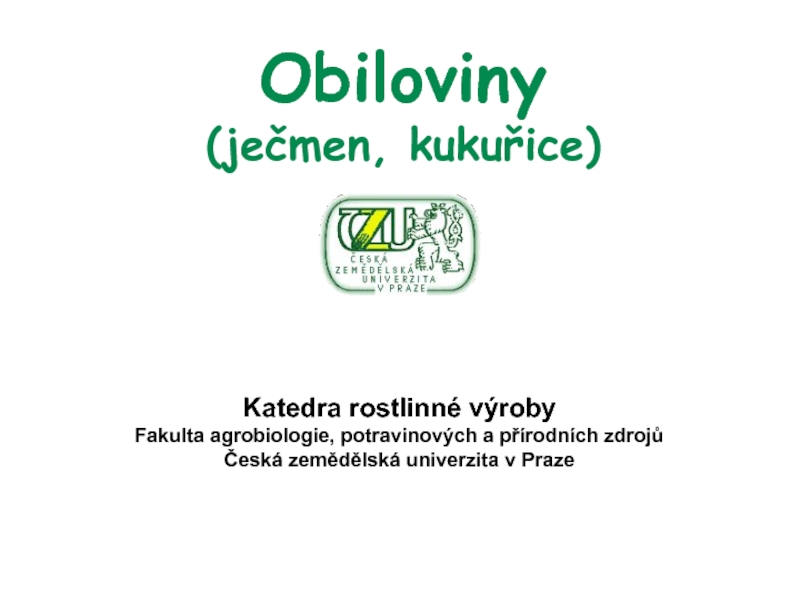Презентация Obiloviny (ječmen, kukuřice)