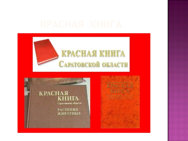 Саратовская книга. Красная книга Саратовской области.