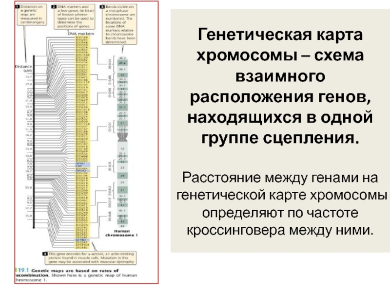 Схема взаимного расположения генов в одной группе сцепления это