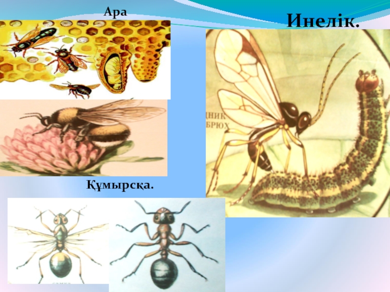 Кене туралы презентация